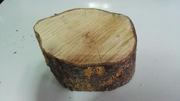 Cómo conservar la corteza de un tronco