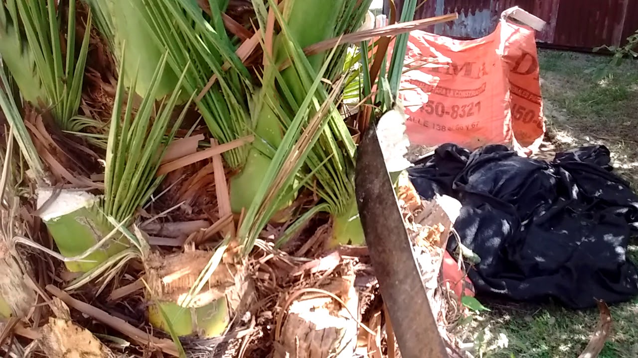Cómo cortar las hojas de una palmera