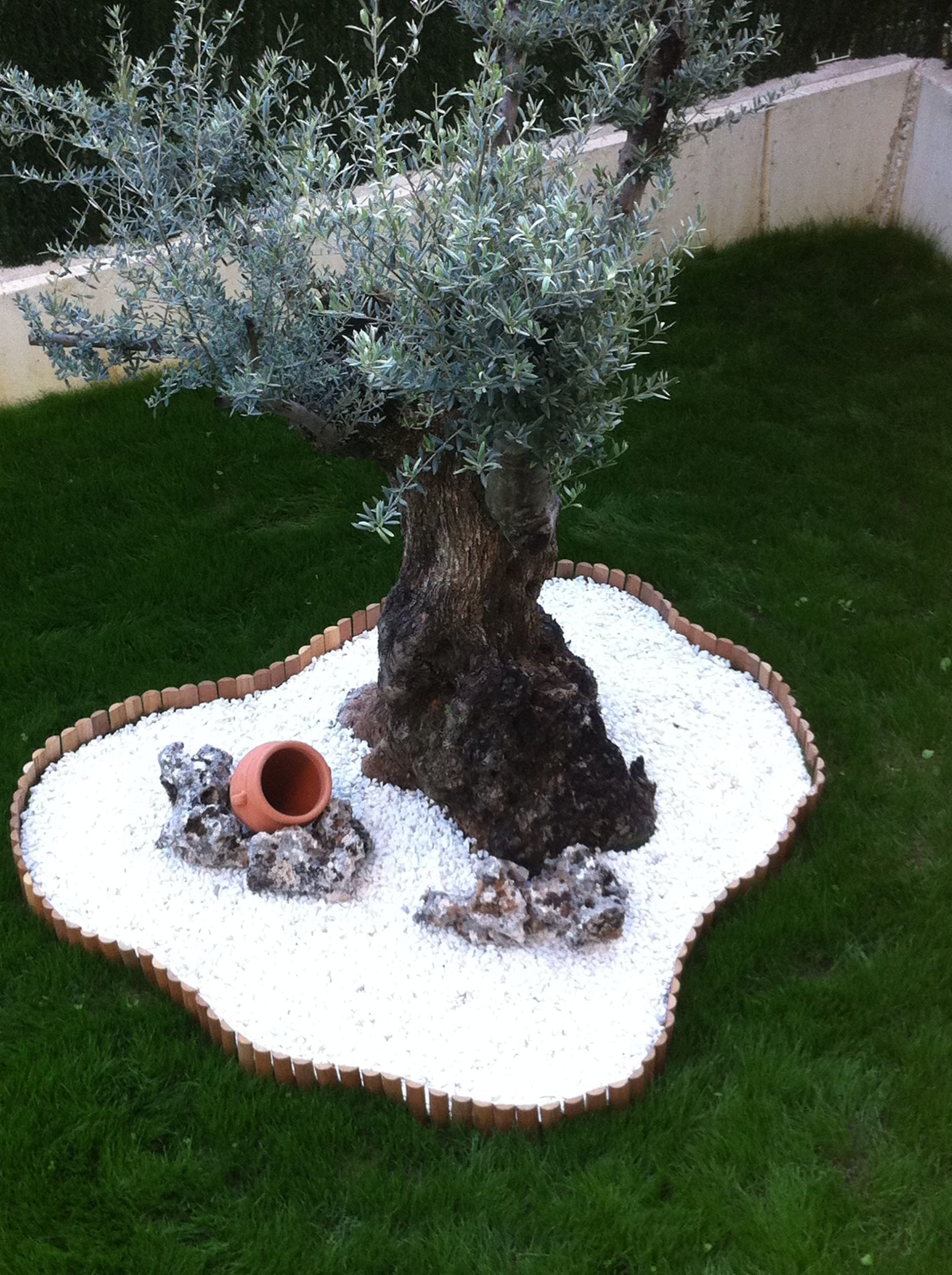 Cómo decorar un olivo en un jardín