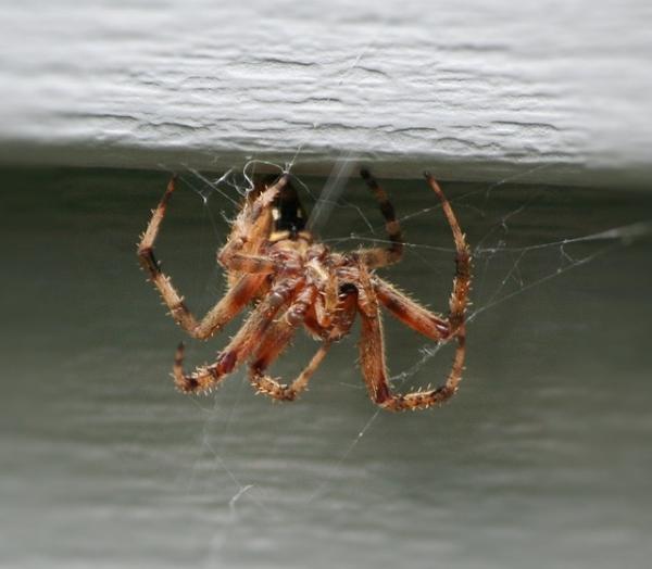 Cómo evitar que haya arañas en casa
