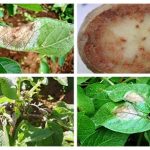 Fungicidas para el mildiu de la patata