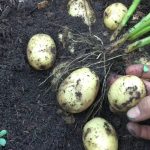 Cuándo recoger las patatas sembradas en marzo
