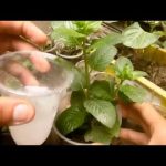 ¿Cómo se hace el agua de arroz para las plantas?